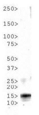 Western Blot: Histone H3 [p Thr6] Antibody [NB21-1051]